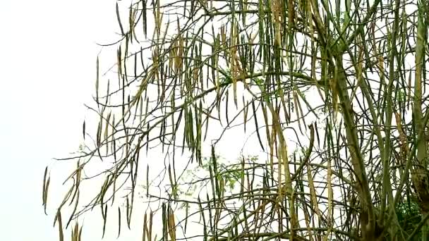 Nasiona Moringa, suszone nasiona, jeść, leczyć choroby, bóle stawów — Wideo stockowe