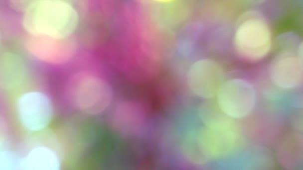 Pink cream blur background abstract colorful leaves flower tree in garden — Stock Video