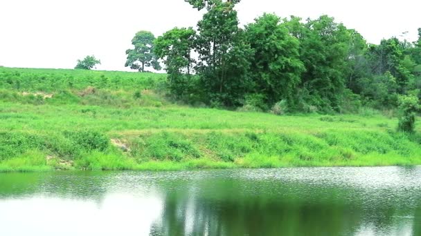 Panorera till sjön på landsidan och reflektion av träd Plant gräs på vattenytan — Stockvideo