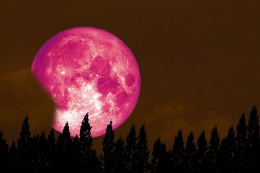 Tam Rose ayda geri gece gökyüzü siluet çam