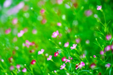 renkli güzel pembe gypsophila butik Çiçek bahçesinde