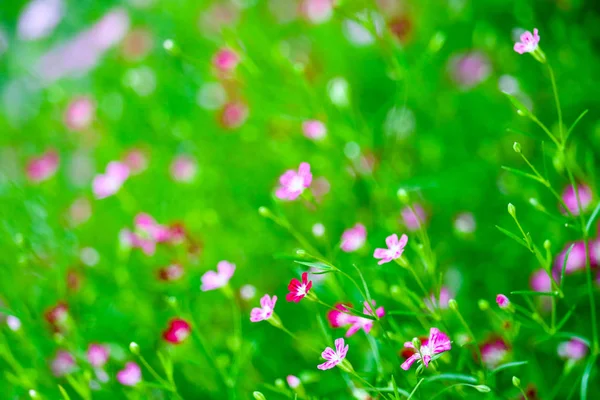 Colorful beautiful pink gypsophila boutique flower in garden Royalty Free Stock Images