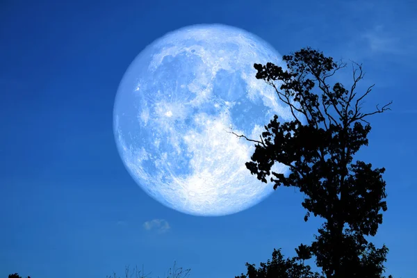 Luna de esturión en el cielo nocturno espalda silueta árboles — Foto de Stock