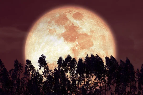 Super Stör Mond am roten Nachthimmel zurück Silhouette Kiefer Baum — Stockfoto