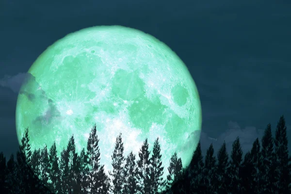 Super volledige ei maan terug op silhouet pine op de nacht de hemel — Stockfoto