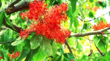 Ashoka ağaç veya Saraca veya Sorrowless ağaç Kırmızı çiçek demet ve kelebek uçan vardır