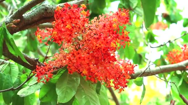 Ашока или Сарака, или Опечаленное дерево имеет красные цветочные горстки и бабочки летят — стоковое видео