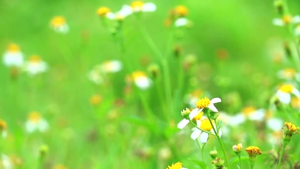 Blackjack or Bidens pilosa in green field, benefit tender shoots are eaten boiled or stir-fried — Stock Video