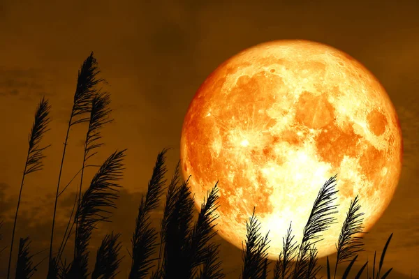 Кров полуничний місяць на нічному небі назад силует трава квітка — стокове фото