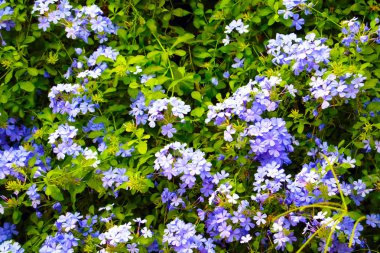 beyaz plumbago veya cape leadwort mor buket çiçek açan