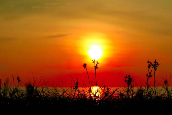 Silhouette grass and weed on beach blurred sunset sky — Stock Photo, Image