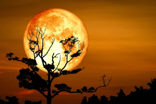 Super Full Bloody Moon terug op silhouet droge tak boom op nig — Stockfoto