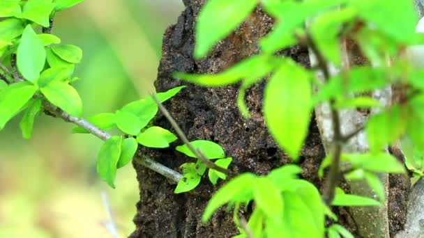 Les termites construisent un nid sur un arbre après la pluie, du pied vertical au haut1 — Video