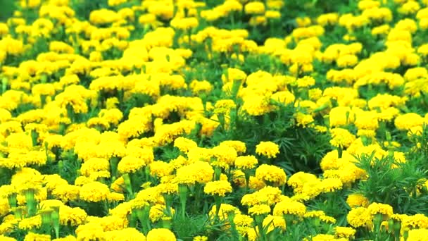 Mexican marigold yellow flowers panning to the meadow in summer1 — Stock Video