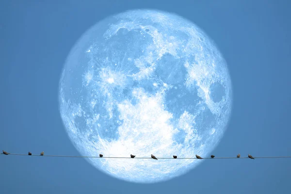 Πλήρης φράουλα Σελήνη πίσω σε πουλιά σιλουέτα σε ηλεκτρικό πόλο n — Φωτογραφία Αρχείου