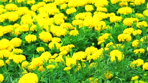 Mexikanische Ringelblumen schwenken im Sommer auf die Wiese — Stockvideo