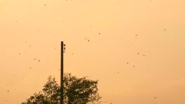 パン多くのマグピーは、夕日の空の上に昆虫を食べるために飛んでいる — ストック動画