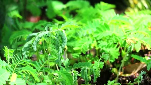 Капли дождя на листья новорожденной тамаринды после смены погоды на дождливый сезон3 — стоковое видео