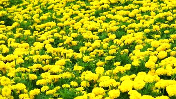 Mexicano calêndula flores amarelas panning para o campo no verão1 — Vídeo de Stock