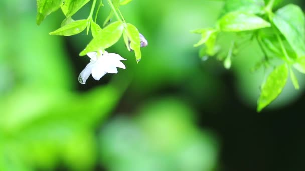 Moke o Wrightia religiosa flor blanca durante la lluvia caída borroso fondo del jardín — Vídeo de stock