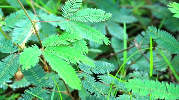 Empfindliche Pflanze oder schläfrige Pflanze hat bei Berührung die Blätter gefaltet 2 — Stockvideo