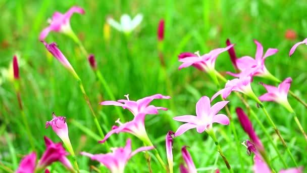 緑の庭に咲く妖精リリーやレインリリーピンクの花 — ストック動画