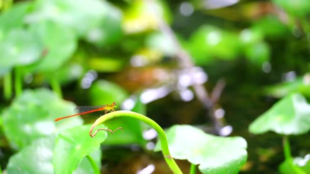 Damselfly палички на сухих відділеннях в ставку — стокове відео