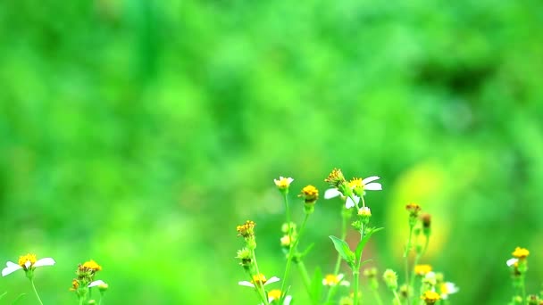 Blackjack of bidens pilosa voordelen Tender scheuten worden gegeten gekookt of fried1 — Stockvideo