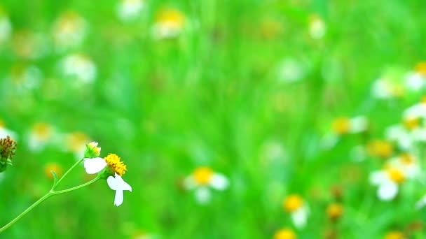 Blackjack of bidens pilosa voordelen Tender scheuten worden gegeten gekookt of fried2 — Stockvideo