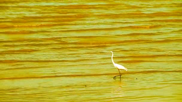 Aigrette sont à la recherche de fruits de mer sur la plage — Video