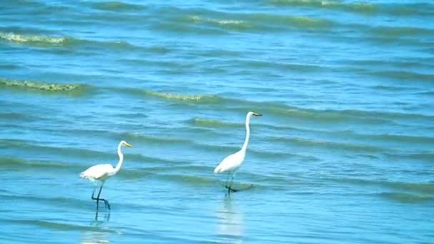 Kócsag keres tenger gyümölcsei a strandon — Stock videók