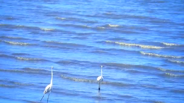 Kócsag keres tenger gyümölcsei a beach2 — Stock videók