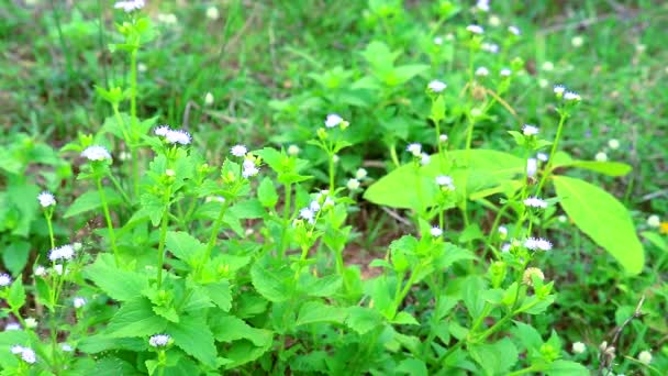 Emilia sonchifolia tiene beneficios para la salud un té hecho de hojas se utiliza en el tratamiento de la disenteria1 — Vídeos de Stock