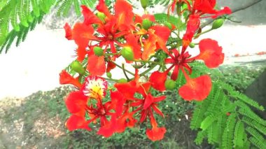 Kırmızı Caesalpinia pulcherrima çiçekleri bahçede çiçek açıyor2