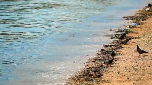 Duiven zijn op zoek naar voedsel uit afval op de beach1 — Stockvideo