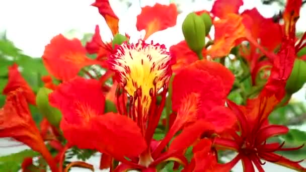 I fiori rossi di Caesalpinia pulcherrima sbocciano nel giardino1 — Video Stock