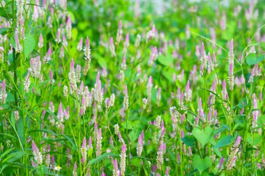 celosia argentea pembe renk çiçekler bahçe bulanıklık gree çiçeklenme