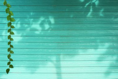 yeşil yaprakları Coatbuttons doğa sınır ve gölge bitki ağacı 