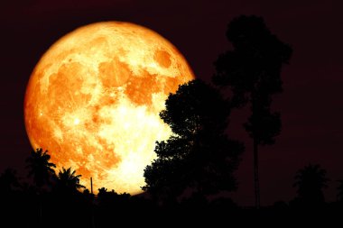 gece kırmızı gökyüzü geri siluet şube tr kırmızı mersin balığı ay