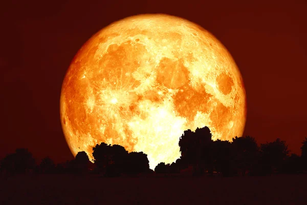 Full harvest blood moon on red sky and silhouette trees — Stock Photo, Image