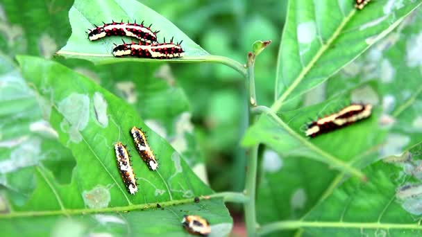 Würmer fressen alle Blätter, um im Körper eines Schmetterlings Energie zu sammeln — Stockvideo