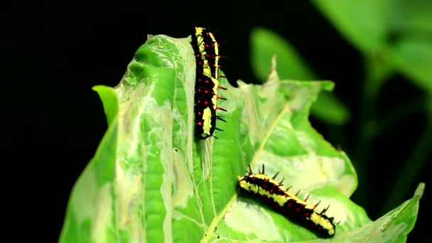 Los gusanos están comiendo hojas para acumular energía durante el cuerpo de una mariposa1 — Vídeo de stock