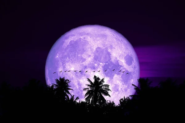 Full egg moon back on silhouette bords on the night sky — Stock Photo, Image