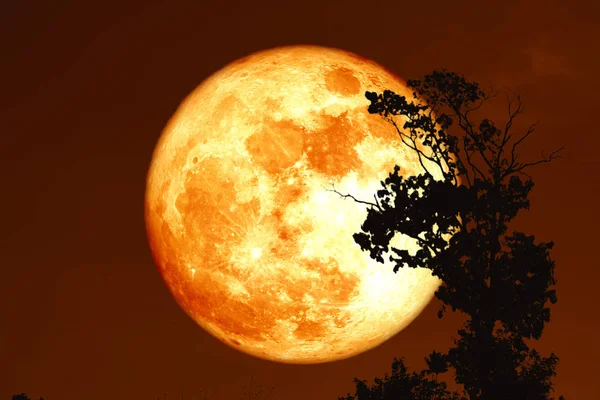 Esturión sangre luna en la noche cielo espalda silueta árboles — Foto de Stock