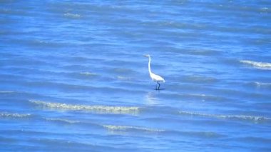Egret sahilde deniz ürünleri arıyoruz