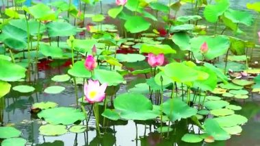 Pembe Lotus Çiçek tam su arka plan üzerinde gölet ve pad çiçeklenme1