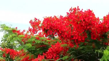 Kırmızı Caesalpinia pulcherrima çiçek ağacı bahçede çiçek2