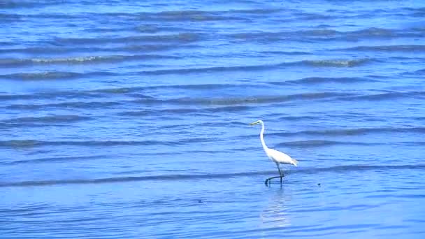 Egret is op zoek naar zeevruchten op de beach1 — Stockvideo