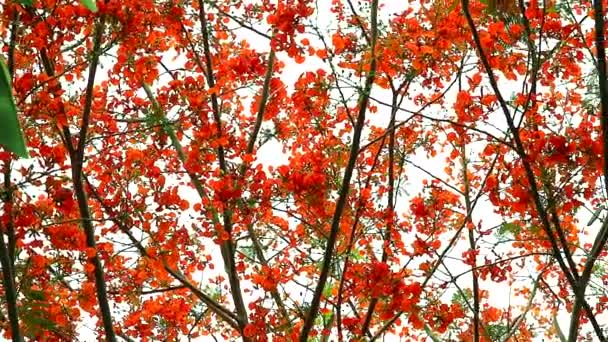 정원에서 피는 붉은 카살피니아 펄체리마 꽃나무의 패닝 탑1 — 비디오