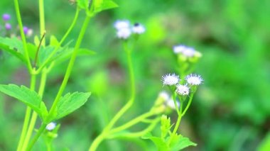 emilia sonchifolia sağlık yararları olan bir çay yapraklarından yapılan dizanteri tedavisinde kullanılır2